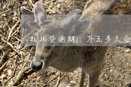 拍拍贷逾期1万五多久会被上诉 拍拍贷逾期1万五多久会被上诉