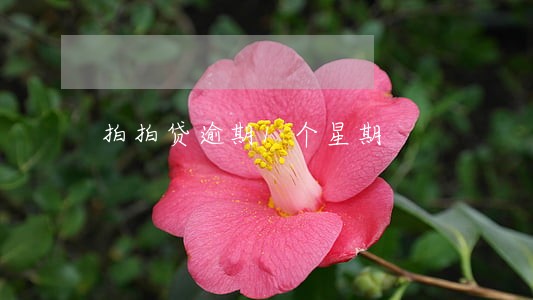 拍拍贷逾期1个星期 拍拍贷逾期1个星期
