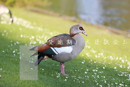 拍拍贷逾期1天还款会上征信吗 拍拍贷逾期1天还款会上征信吗