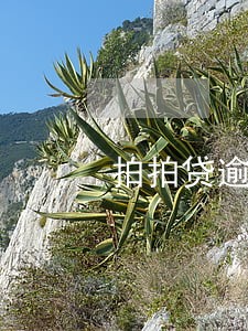 拍拍贷逾期1年不还 拍拍贷逾期1年不还