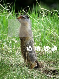 拍拍贷逾期2000元怎么办 拍拍贷逾期2000元怎么办