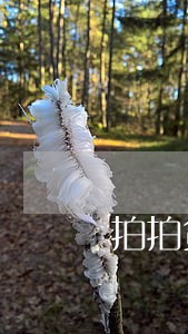 拍拍贷逾期2000块要征信吗 拍拍贷逾期2000块要征信吗