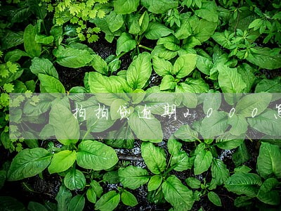 拍拍贷逾期2000怎么样 拍拍贷逾期2000怎么样