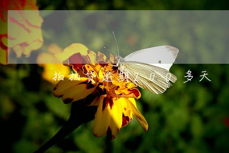 拍拍贷逾期200多天 拍拍贷逾期200多天
