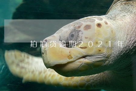 拍拍贷逾期2021年 拍拍贷逾期2021年