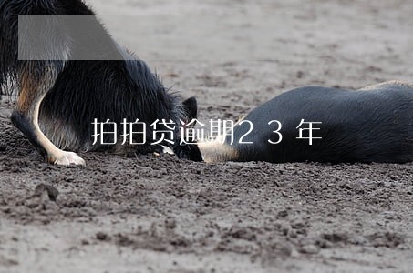 拍拍贷逾期23年 拍拍贷逾期23年