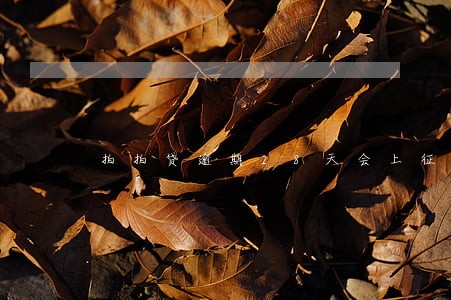拍拍贷逾期28天会上征信吗 拍拍贷逾期28天会上征信吗