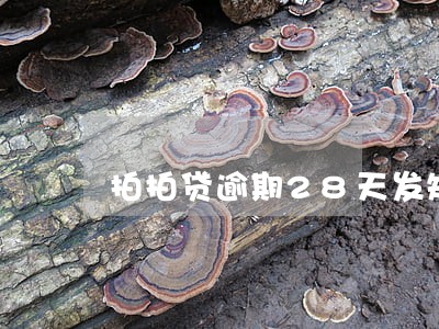 拍拍贷逾期28天发短信说违约