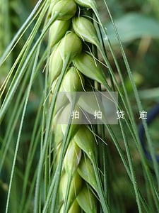 拍拍贷逾期292天会不会上门 拍拍贷逾期292天会不会上门