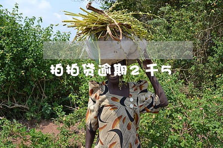 拍拍贷逾期2千5 拍拍贷逾期2千5