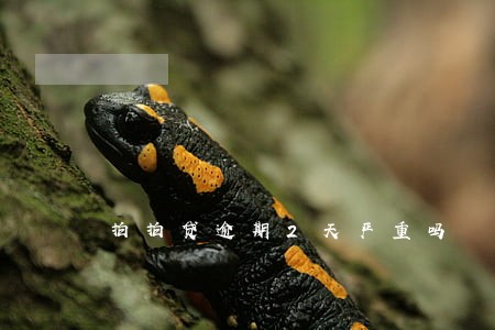 拍拍贷逾期2天严重吗 拍拍贷逾期2天严重吗