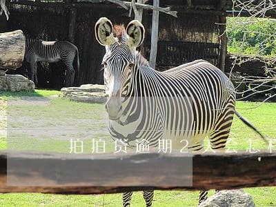 拍拍贷逾期2天会怎样 拍拍贷逾期2天会怎样
