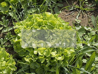 拍拍贷逾期2天没事吧