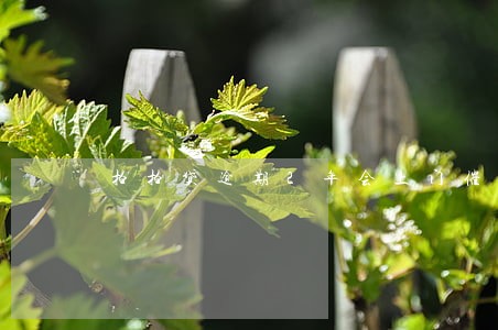拍拍贷逾期2年会上门催收吗 拍拍贷逾期2年会上门催收吗