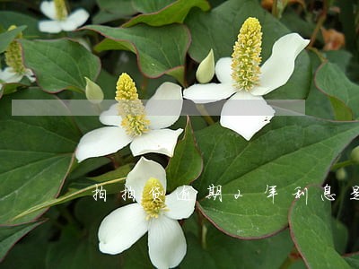 拍拍贷逾期2年利息是多少 拍拍贷逾期2年利息是多少
