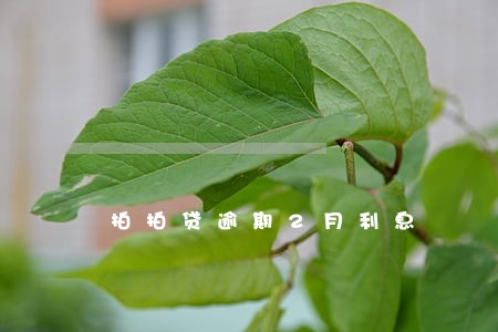 拍拍贷逾期2月利息 拍拍贷逾期2月利息