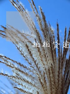 拍拍贷逾期3-4年会怎么样 拍拍贷逾期3-4年会怎么样