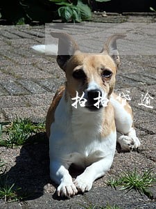 拍拍贷逾期3 拍拍贷逾期3