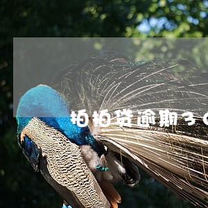 拍拍贷逾期300块钱 拍拍贷逾期300块钱