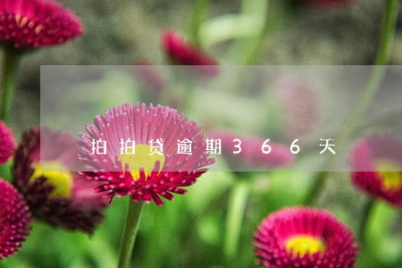 拍拍贷逾期366天