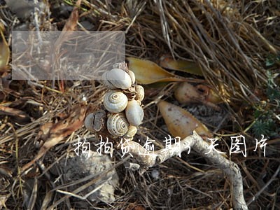 拍拍贷逾期3天图片 拍拍贷逾期3天图片