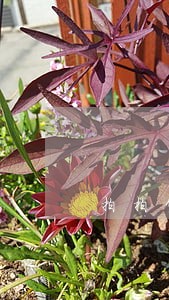 拍拍贷逾期400