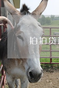 拍拍贷逾期40天不打电话了