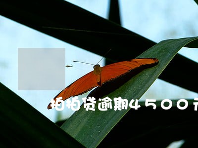 拍拍贷逾期4500元 拍拍贷逾期4500元