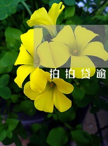 拍拍贷逾期4个月会怎样 拍拍贷逾期4个月会怎样