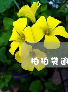 拍拍贷逾期4个月还不了 拍拍贷逾期4个月还不了