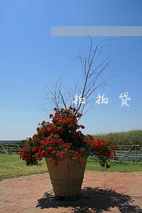 拍拍贷逾期4天会怎么还款 拍拍贷逾期4天会怎么还款