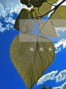 拍拍贷逾期4天会炸通讯录吗 拍拍贷逾期4天会炸通讯录吗