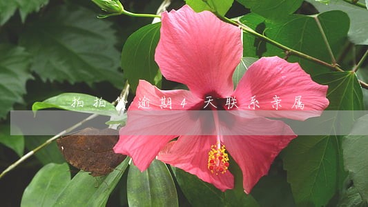 拍拍贷逾期4天联系亲属 拍拍贷逾期4天联系亲属