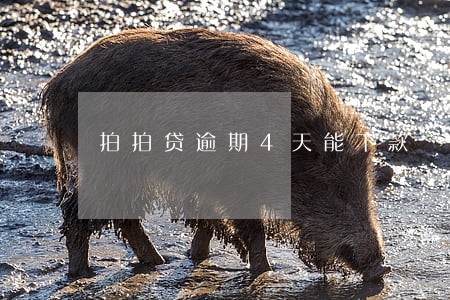 拍拍贷逾期4天能下款 拍拍贷逾期4天能下款