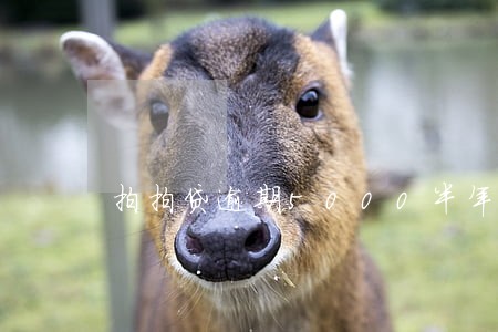 拍拍贷逾期5000半年