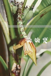 拍拍贷逾期55天上诉 拍拍贷逾期55天上诉