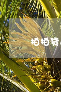 拍拍贷逾期55天怎么解决 拍拍贷逾期55天怎么解决