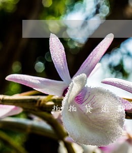拍拍贷逾期5天上证信吗 拍拍贷逾期5天上证信吗