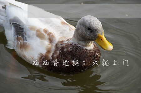 拍拍贷逾期5天就上门 拍拍贷逾期5天就上门