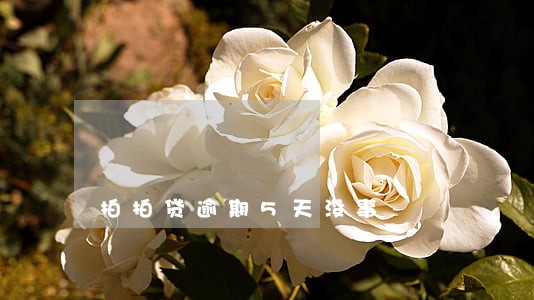 拍拍贷逾期5天没事 拍拍贷逾期5天没事