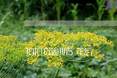 拍拍贷逾期5年后 拍拍贷逾期5年后