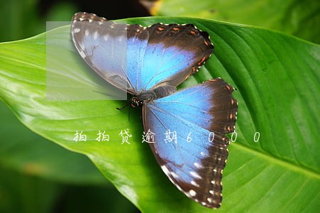 拍拍贷逾期6000 拍拍贷逾期6000