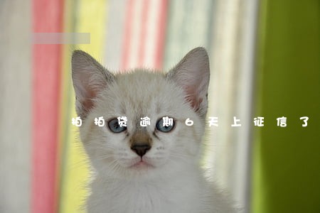 拍拍贷逾期6天上征信了吗 拍拍贷逾期6天上征信了吗