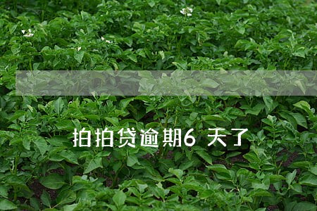 拍拍贷逾期6天了 拍拍贷逾期6天了