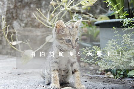 拍拍贷逾期6天要上门 拍拍贷逾期6天要上门