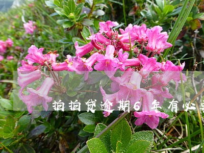 拍拍贷逾期6年有必要还吗 拍拍贷逾期6年有必要还吗