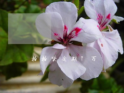 拍拍贷逾期7万 拍拍贷逾期7万