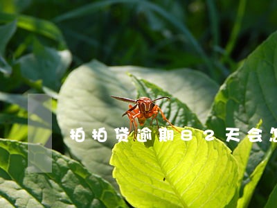拍拍贷逾期82天会怎么样 拍拍贷逾期82天会怎么样