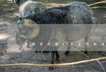 拍拍贷逾期8天会打电话吗 拍拍贷逾期8天会打电话吗