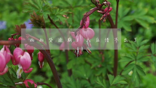 拍拍贷逾期8天后借不出了 拍拍贷逾期8天后借不出了